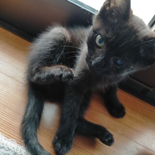 約3ヶ月、元気いっぱいの女の子！