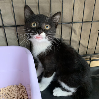 一人ぼっちのエルモ君