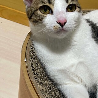 元気で甘えん坊の2匹です。