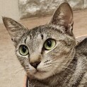 綺麗な顔立ち、メロン色の瞳が美しいキジトラちゃん