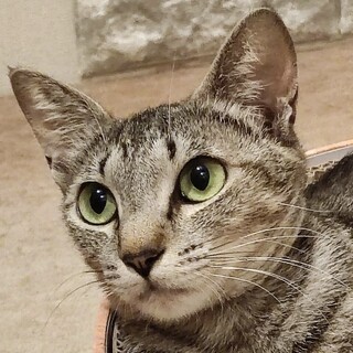 綺麗な顔立ち、メロン色の瞳が美しいキジトラちゃん