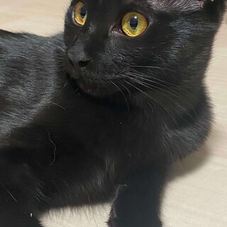 元気で甘えん坊の2匹です。名前：ロア