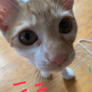 おっとりな甘えん坊【テテくん】