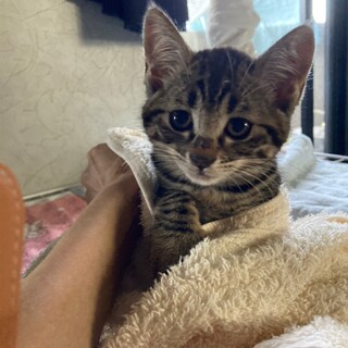 ゴッチくんムッチちゃん^_^緊急里親募集中！