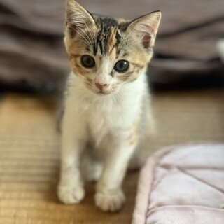 キジミケ を含む保護猫の里親募集情報 ペットのおうち 月間利用者150万人 キジミケ を含む保護猫の里親募集情報 ペットのおうち 月間利用者150万人