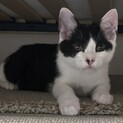 生後2ヶ月はちわれ美猫☆ジャパニーズボブテイル黒白