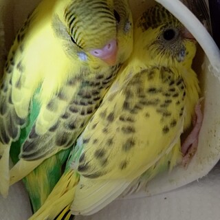 ありがとうございました。