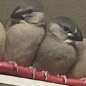 1人餌になった雛です