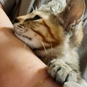 3ヶ月くらいの保護猫ちゃんです。