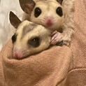 モモンガモザイクペア募集