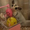 モモンガモザイクペア募集 サムネイル2