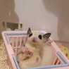 モモンガモザイクペア募集 サムネイル3