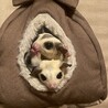 モモンガモザイクペア募集 サムネイル4