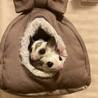 モモンガモザイクペア募集 サムネイル5