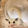 モモンガモザイクペア募集 サムネイル6