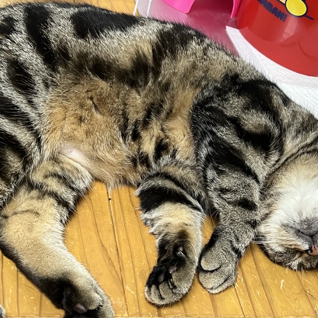 おまるんのカバー写真