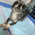 メス3歳チワワ