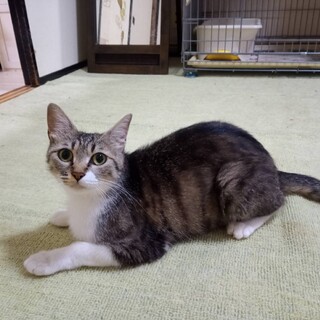 なら、里親さま決定！ありがとうございました♥️