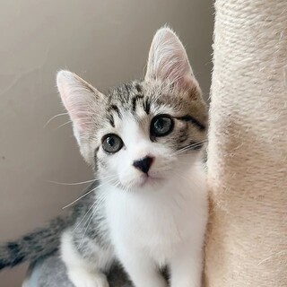 シオン、里親さま決定！ありがとうございました♥️