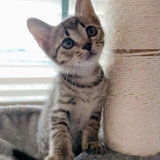 キリ、里親さま決定！ありがとうございました♥️