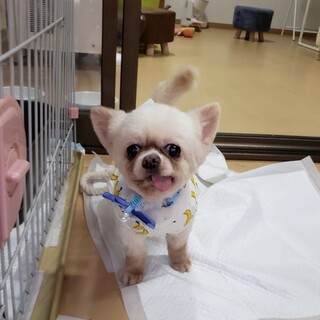 チワワ　男の子　たぬ吉くん