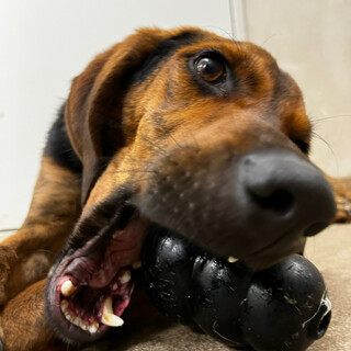 アノ（プロットミックス）