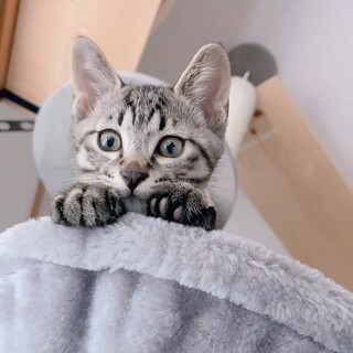 ハス、里親さま決定！ありがとうございました♥️