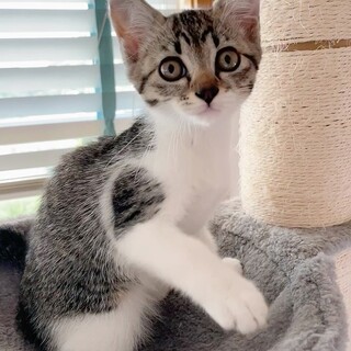 ヒイラギ、里親さま決定！ありがとうございました♡