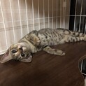突然現れお家に入れてと必死だったキジちゃん