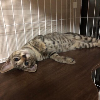 突然現れお家に入れてと必死だったキジちゃん