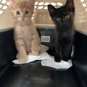 一旦終了　子猫　２匹セット募集
