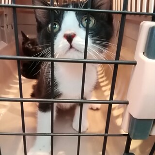 【トライアル決定】☆人馴れバッチリ☆