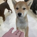 【小平市】ヤンチャな子犬！柴犬の波太郎くん