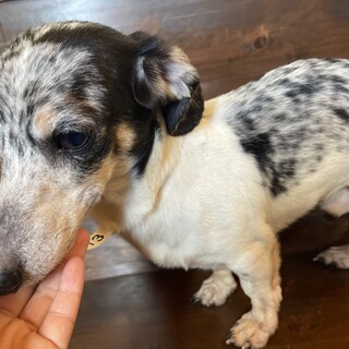 シルバーダップルの「トシ」ちゃん(^^)