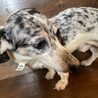 シルバーダップルの「トシ」ちゃん(^^) サムネイル4