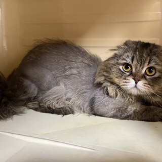 ダージリンくん　長毛スコティッシュ