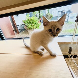 ホワイトタイガーみたいな「レオ」くん(^^)