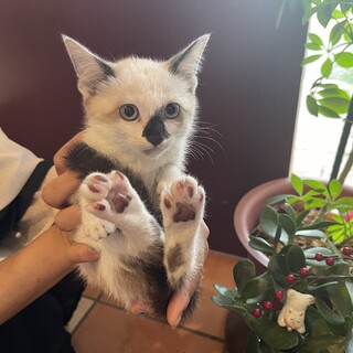 神秘的な毛並みの「ちゃみ」ちゃん(^^)