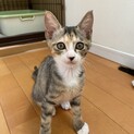 可愛い！の一言しか出てこない子猫　プリンちゃん
