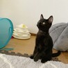 人懐っこい甘えん坊な黒猫ちゃん サムネイル2