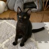 人懐っこい甘えん坊な黒猫ちゃん サムネイル3