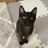 人懐っこい甘えん坊な黒猫ちゃん サムネイル4