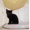 人懐っこい甘えん坊な黒猫ちゃん サムネイル5