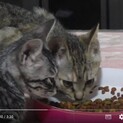 野良猫２匹を保護しました 自宅では飼えません助けて