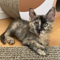 おっきなお耳がキュートなサビ猫ちゃん　ボン・エネ子