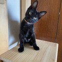 元気いっぱい黒猫ガール　よしのちゃん