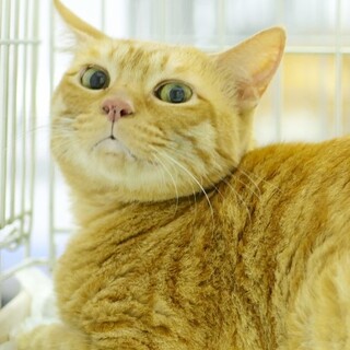 かまって欲しい愛嬌のある茶トラちゃん♪