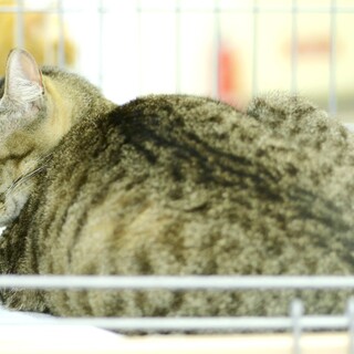 おっとり穏やかなキジ女子♪