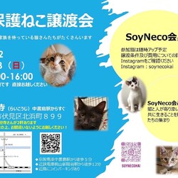 保護ねこ譲渡会@京都伏見(SoyNeco会)