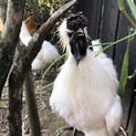 元気な烏骨鶏家族